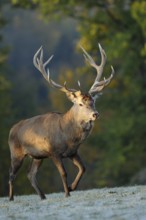 A stag with antlers running in the morning forest, red deer (Cervus elaphus), Bavaria