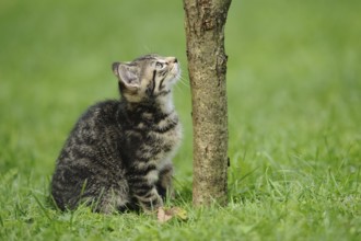 Curious kitten examining a tree trunk in the green grass, domestic cat (Felis catus), Bavaria