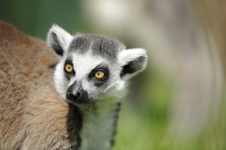 Close-up of a lemur with an attentive gaze on a green meadow, Ring-tailed Lemur (Lemur catta),