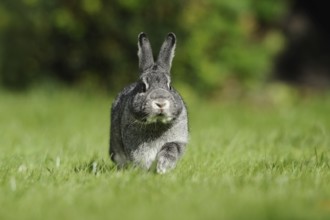 Grey hare in a meadow photographed from the front, domestic rabbit (Oryctolagus cuniculus forma