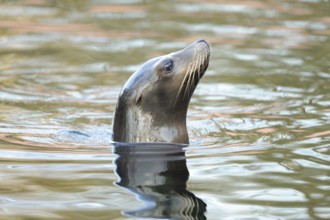 A curious sea lion looks out of the water, California sea lion (Zalophus californianus), captive