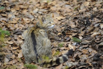 The wildcat sits in the leaves with its back to the camera and looks to the side, European wildcat