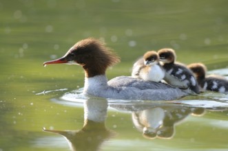 Goosander mother with several chicks on her back on a pond, Goosander (Mergus merganser), Bavaria