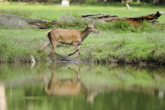 Deer cautiously walking along the shoreline of a calm river, red deer (Cervus elaphus), Bavaria