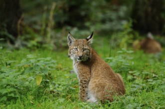 A young lynx sits in the greenery and looks directly into the camera, Eurasian lynx (Lynx lynx),