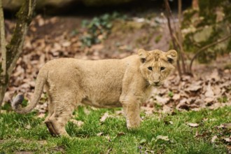 Asiatic lion (Panthera leo persica) standing on the ground, captive