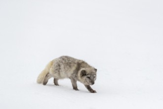 One arctic fox (Vulpes lagopus), (white fox, polar fox, or snow fox) running over a snow covered