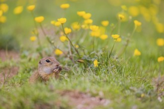 An adult European ground squirrel (Spermophilus citellus) or European souslik sits in green gras