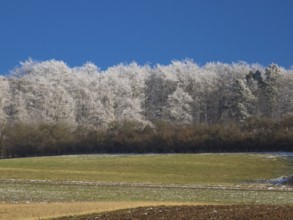 Farmland, a hedge and Beech woodland (Fagus sylvatica), covered in hoarfrost beside Breuna, North