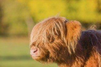 Portrait of a Highland calf (Bos primigenius taurus) in the first light of the day