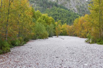 Typical debris flow in the Röll. The forest is in full fall colors