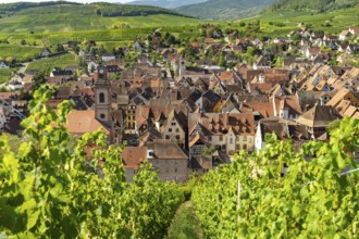 View over the vineyards to Riquewihr, Alsace, France, Europe