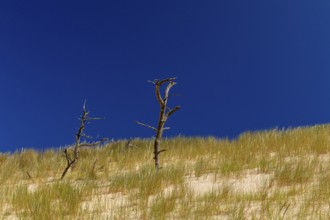 Lacka dune in the Slowinski National Park, a national park in Pomeranian Voivodeship in northern