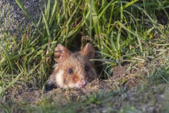 One European hamster (Cricetus cricetus), Eurasian hamster, black-bellied hamster or common