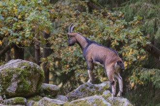 One young male bezoar ibex (Capra aegagrus aegagrus) stands at a forest edge on hilly ground