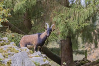 One young male bezoar ibex (Capra aegagrus aegagrus) stands at a forest edge on hilly ground