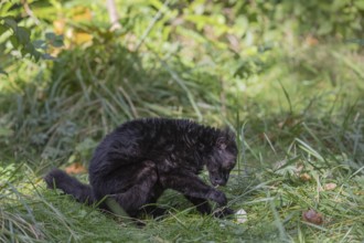 One male black lemur (Eulemur macaco) sitting on a green meadow feeding on something