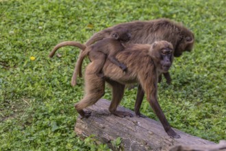 One female with one baby Gelada (Theropithecus gelada), or bleeding-heart monkey riding on her