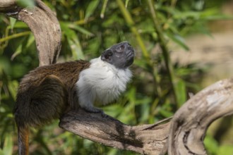 One pied tamarin (Saguinus bicolor) or Brazilian Bare-faced Tamarin, sitting on a branch of a green