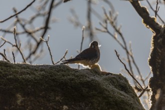 One American kestrel (Falco sparverius) sitting on a branch in early morning backlight with a blue