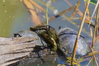 Three European pond turtle (Emys orbicularis), rest on a log lying in a pond