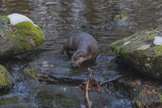 One Eurasian otter (Lutra lutra), walking down the mossy rocks, next to a cascade. Some snow around