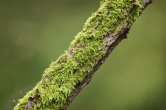 Close-up of a moss (Bryophyta) on a treetrunk, Bavaria, Germany, Europe