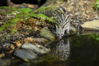 Common genet (Genetta genetta) drinking water at the shore of a lake, wildlife in a forest,