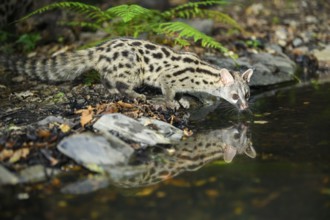 Young Common genet (Genetta genetta) at the shore of a lake, wildlife in a forest, Montseny