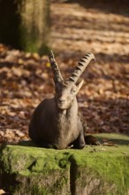 Alpine ibex (Capra ibex) male lying on a rock in autumn, Bavaria, Germany, Europe