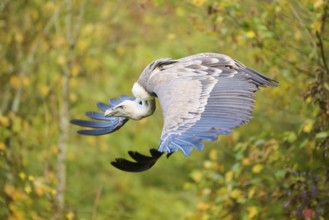 Eurasian griffon vulture (Gyps fulvus) flying, Bavaria, Germany, Europe