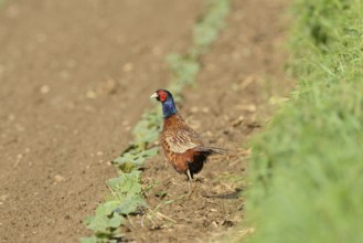 Common pheasant (Phasianus colchicus) stands on a field, wildlife, Styria