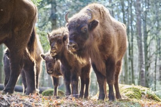 European bison (Bison bonasus) in a forest in spring, Bavarian Forest, Germany, Europe