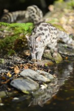 Common genet (Genetta genetta) at the shore of a lake, wildlife in a forest, Montseny National