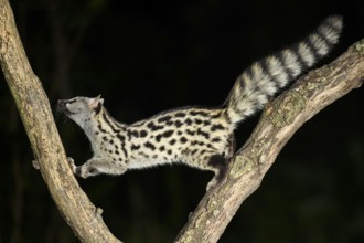 Common genet (Genetta genetta), climbing on a tree wildlife in a forest, Montseny National Park,