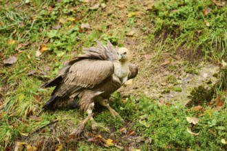 Eurasian griffon vulture (Gyps fulvus) standing on the ground, Bavaria, Germany, Europe