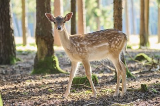 European fallow deer (Dama dama) youngsters in a forest, Bavaria, Germany, Europe