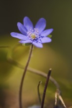 Common hepatica (Anemone hepatica) flowering in a forest, Upper Palatinate, Bavaria, Germany,