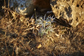 Amethyst eryngo (Eryngium amethystinum) in summer, Cres, Croatia, Europe