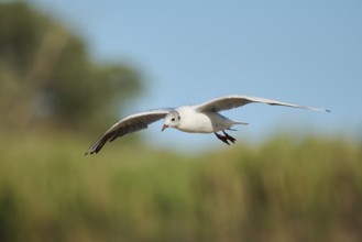 Black-headed gull (Chroicocephalus ridibundus) flying, Camargue, France, Europe