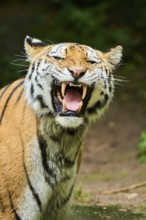 Siberian tiger (Panthera tigris altaica), portrait, captive, Germany, Europe