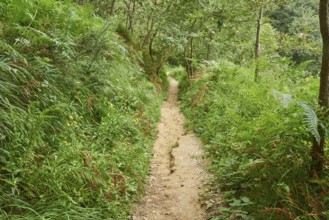 Walking path going through the forest to Donostia San Sebastian at the Camino del Norte, coastal