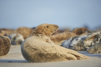 Close-up of harbor or harbour seal (Phoca vituliana vitulina) in spring (april) on Helgoland a