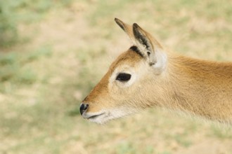 Southern lechwe (Kobus leche) youngster, portrait, captive, distribution Africa