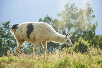 Llama (Lama glama) standing on a meadow in the mountains in tirol, Kitzbühel, Wildpark Aurach,