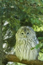 Ural owl (Strix uralensis) sitting on a branch, Bavaria, Germany, Europe