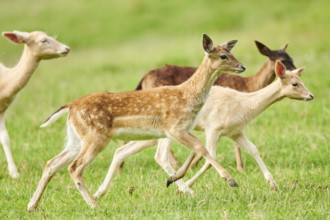 European fallow deer (Dama dama) fawns walking on a meadow, Kitzbühel, Wildpark Aurach, Austria,