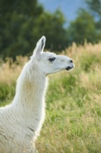 Llama (Lama glama) on a meadow, portrait, Tirol, Kitzbühel, Wildpark Aurach, Austria, Europe