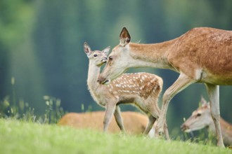 Red deer (Cervus elaphus) mother with her fawn standing on a meadow in the mountains in tirol,