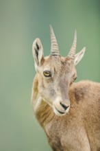 Alpine ibex (Capra ibex) female, portrait, wildlife Park Aurach near Kitzbuehl, Austria, Europe